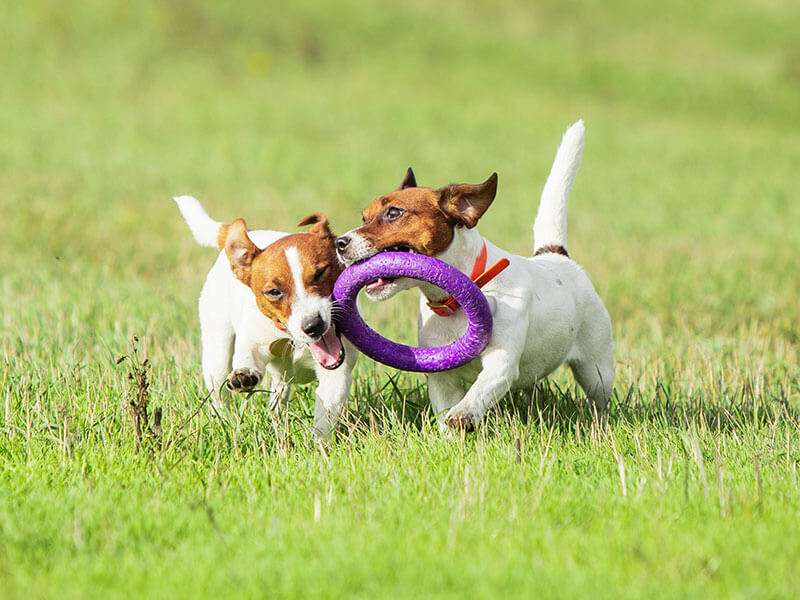 Dog playing in a field